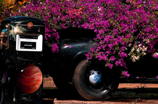 bougainvilla