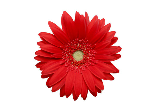 紅菊花分離