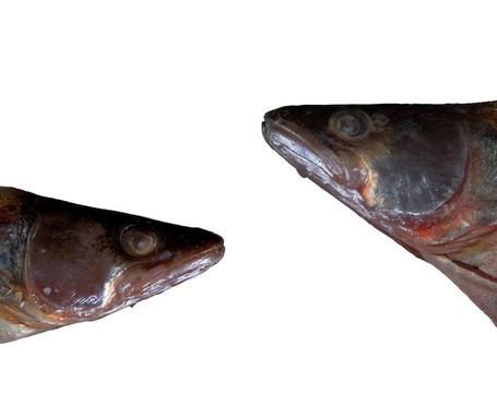 魚頭分離