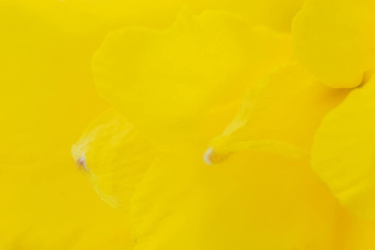 水仙花宏2