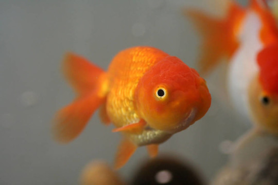 獅子頭金魚