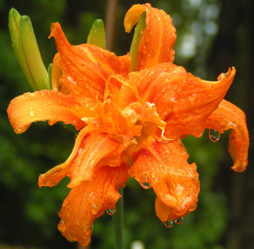 带雨滴的橙色花