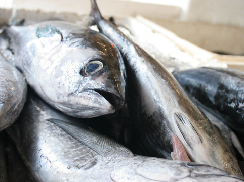 魚