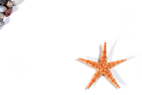 海星