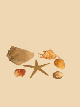 星魚和貝殼