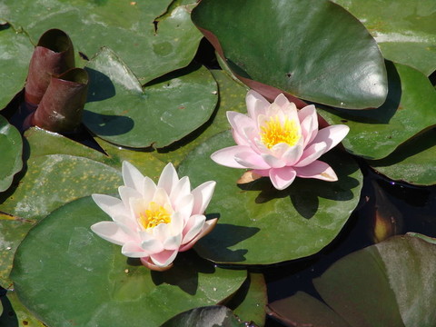 莉莉池塘