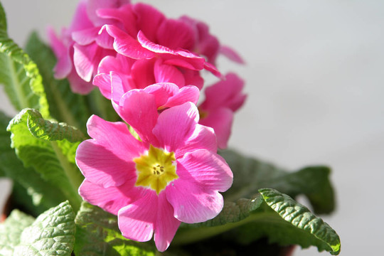 報(bào)春花屬