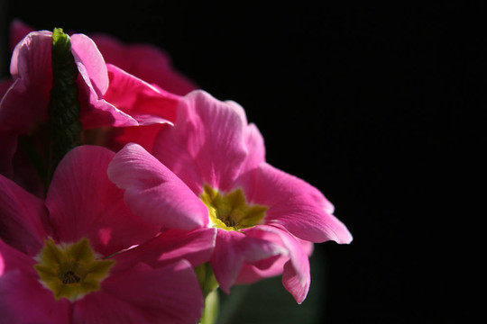報(bào)春花屬