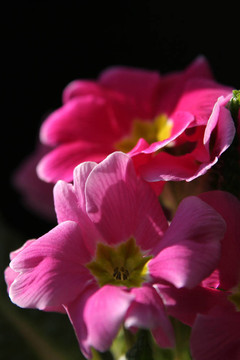 報(bào)春花屬