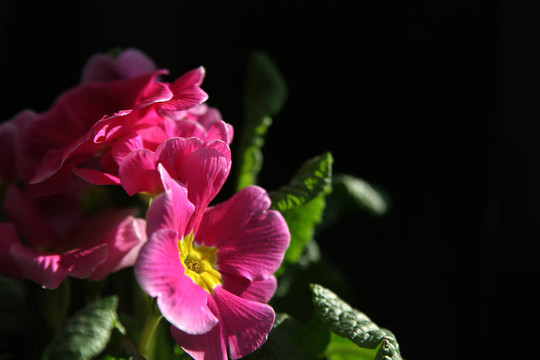 報春花屬