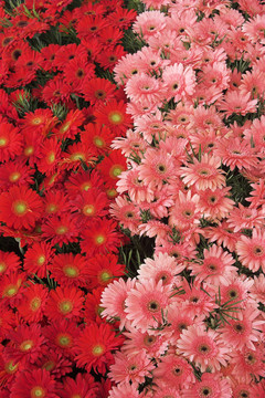 非洲菊