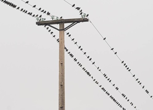 電線上的鳥2