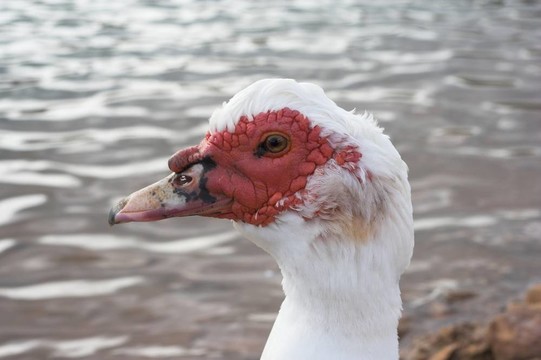 丑小鴨