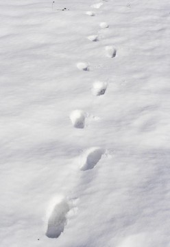 雪中的腳印