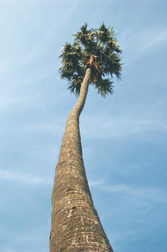 sugarpalm