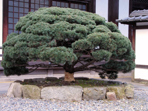 日本的松樹