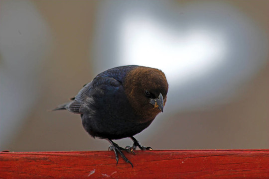 鳥看