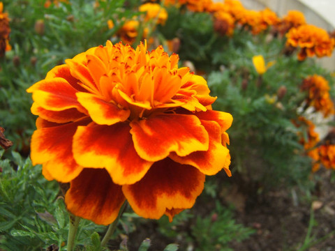 花園