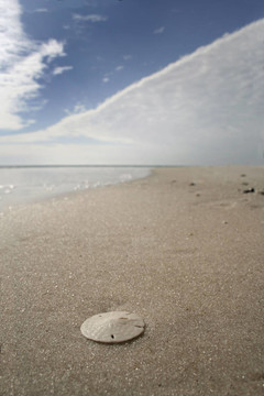 Seabisuit