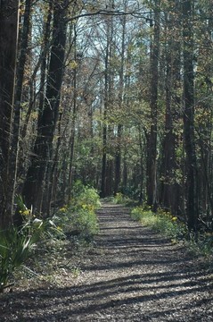 自然的路徑