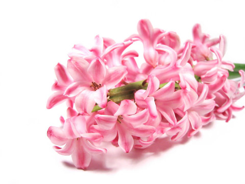 風信子花