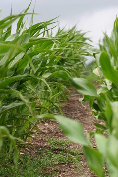 玉米植株