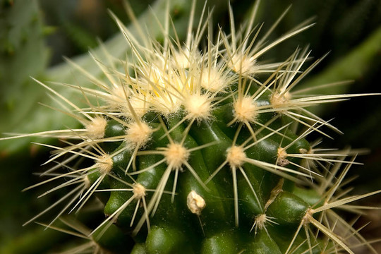 自然cactuse 01