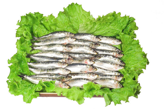 新鮮的沙丁油魚