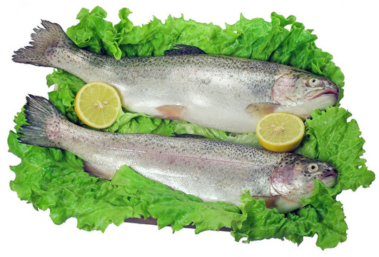 鱒魚(yú)