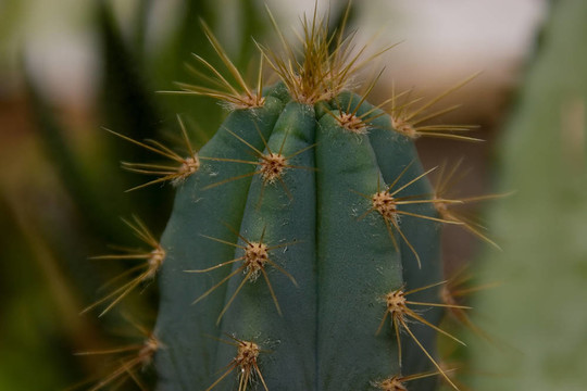 自然cactuse 02