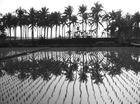 棕櫚樹和Rice Fields