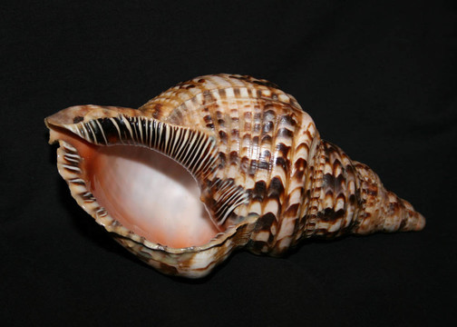 shell02