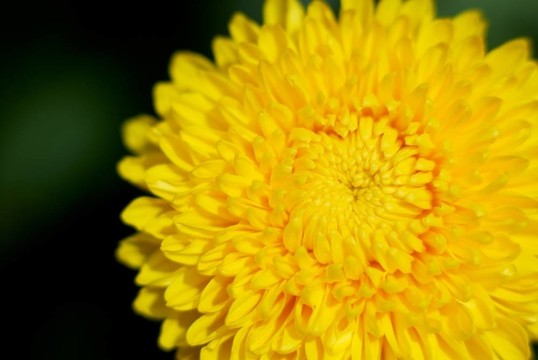 特寫Yellow Mum