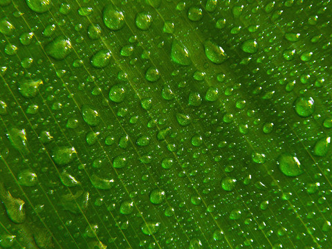 綠葉上的水滴