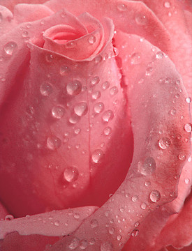 Pink Rose；液滴