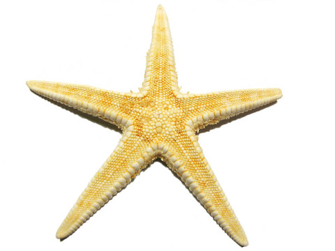 海星