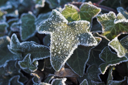 Frozen離開