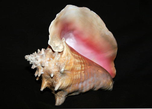 shell04