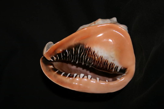 shell03