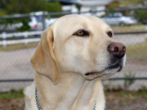 導(dǎo)盲犬