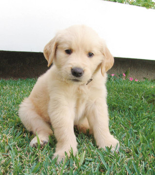 金毛幼犬