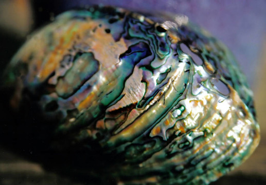 鮑魚(yú)
