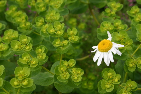 孤獨(dú)的洋甘菊
