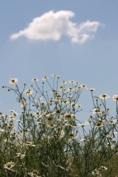 洋甘菊