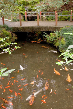 錦鯉；byodo寺