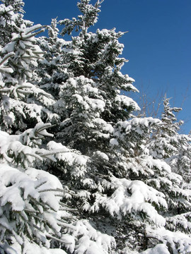 雪杉樹(shù)