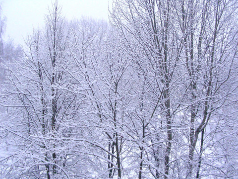 樹和雪