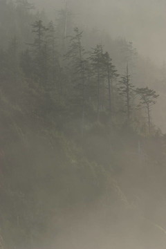 迷霧森林
