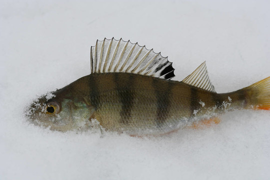 魚(yú)