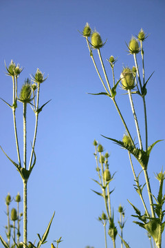 高薊